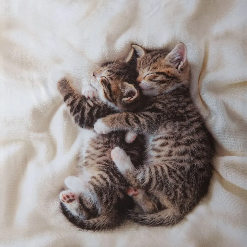 Bassetti Completo Copripiumino Coccole Time - Copripiumini Gattini