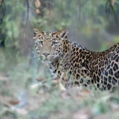 Bassetti completo lenzuola-copriletto LEOPARD in puro cotone