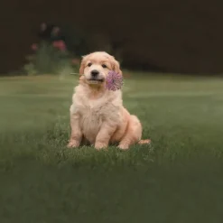 Bassetti Copripiumino completo PONGO Golden Retriver in puro cotone