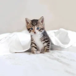 Bassetti Copripiumino completo BIRBA gattino in puro cotone
