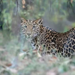 Bassetti Copripiumino completo LEOPARD in puro cotone