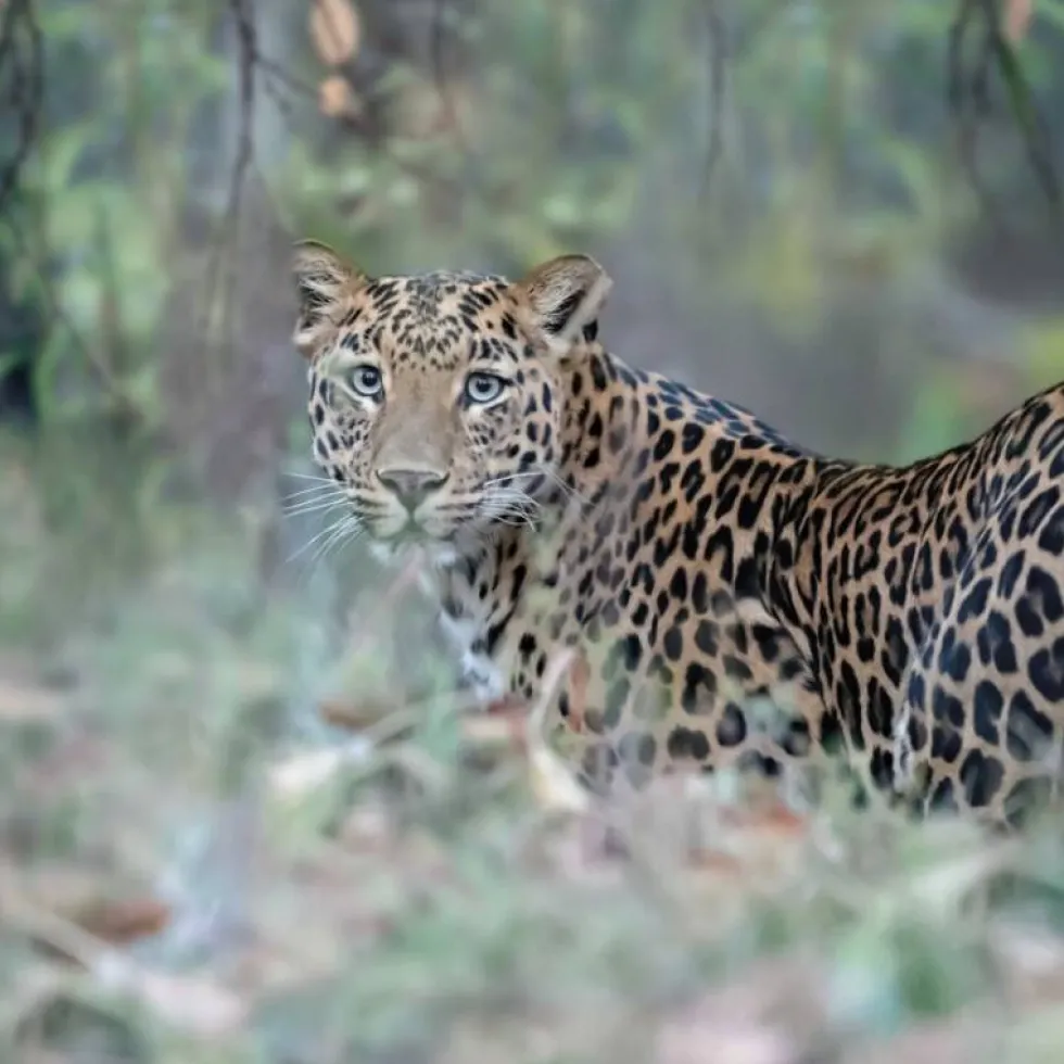Bassetti Copripiumino completo LEOPARD in puro cotone