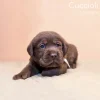 Bassetti Copripiumino Singolo Cuccioli Labrador color Chocolate