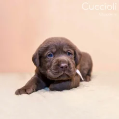 Bassetti Copripiumino Singolo Cuccioli Labrador color Chocolate